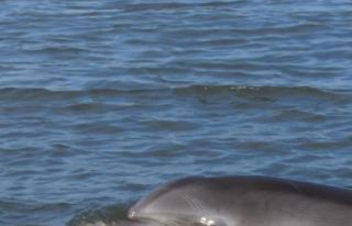 One of the many dolphin off the beach
