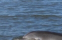 One of the many dolphin off the beach